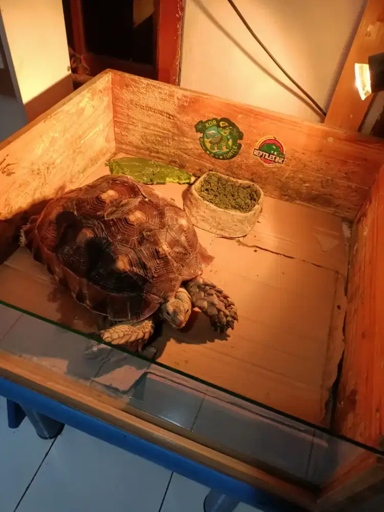 Jual Kura - Kura Sulcata 48cm