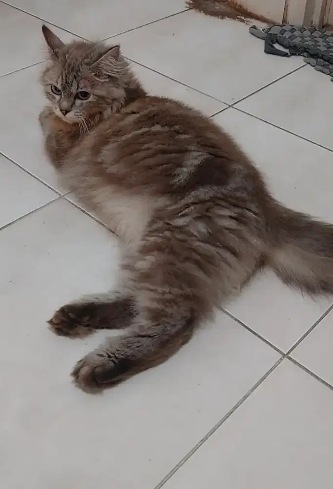 Kucing mainecoon mix himalaya brown marble betina dewasa calon indukan