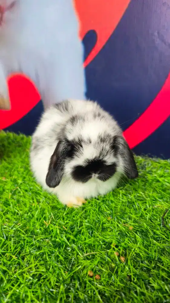 Kelinci holland lop