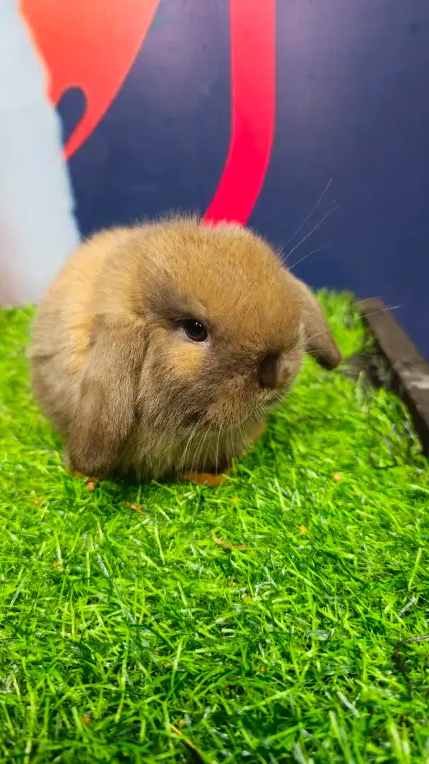 Kelinci holland lop