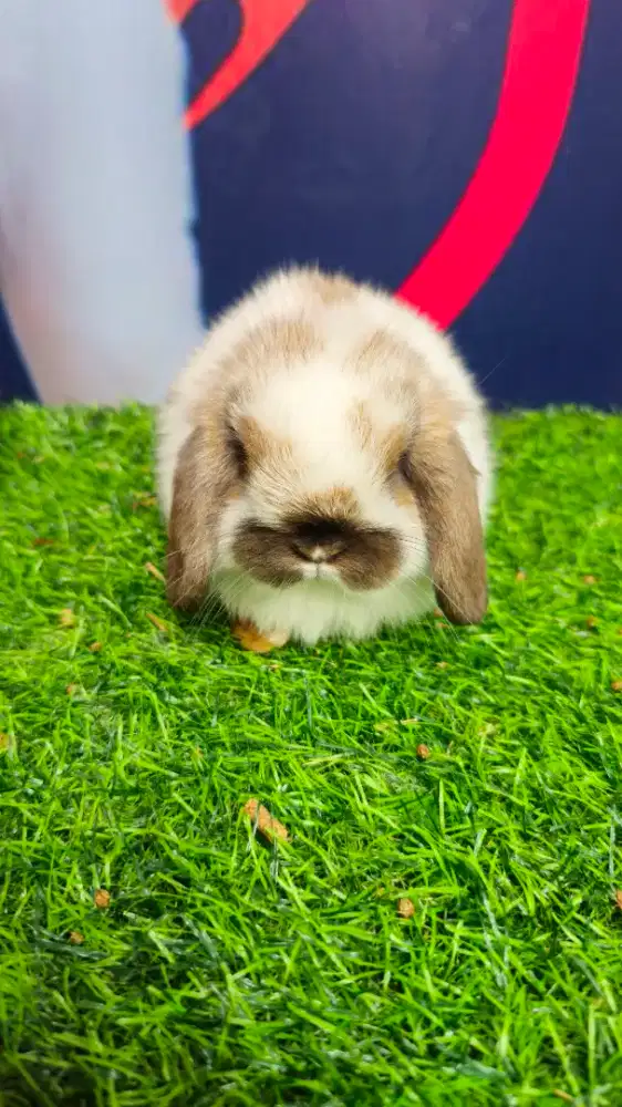 Kelinci holland lop