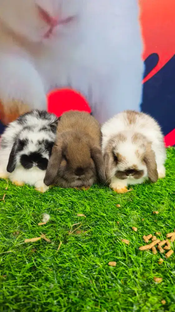 Kelinci holland lop