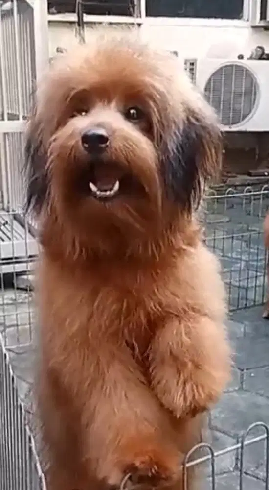 Mix Pomeranian-Poodle Jantan