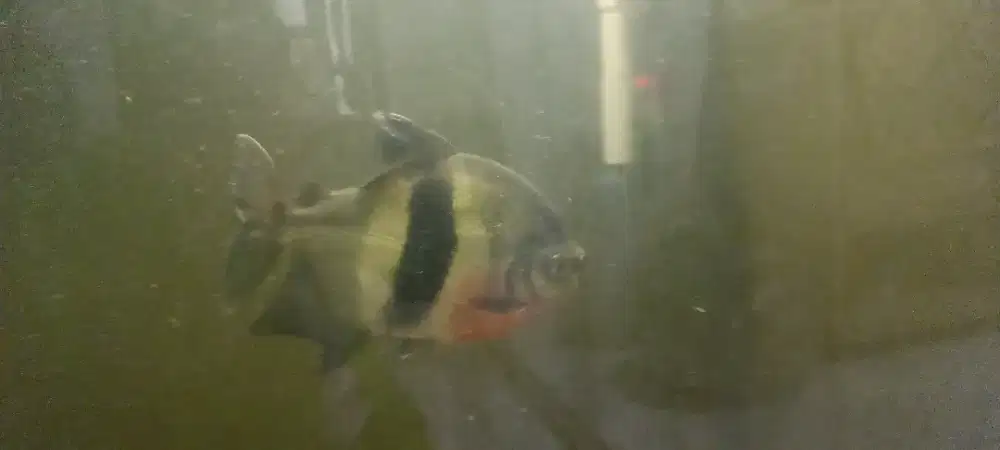 Wide bar jumbo 26-27