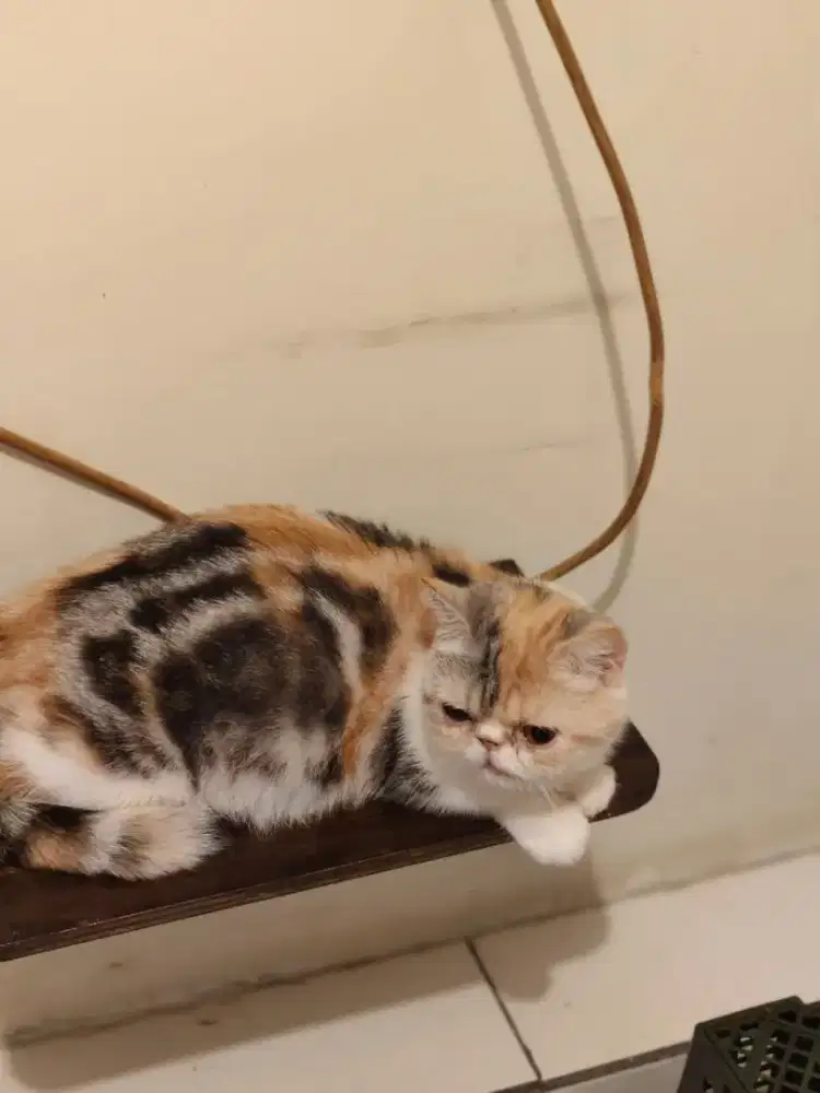 munchkin standrt exotic proven 1x