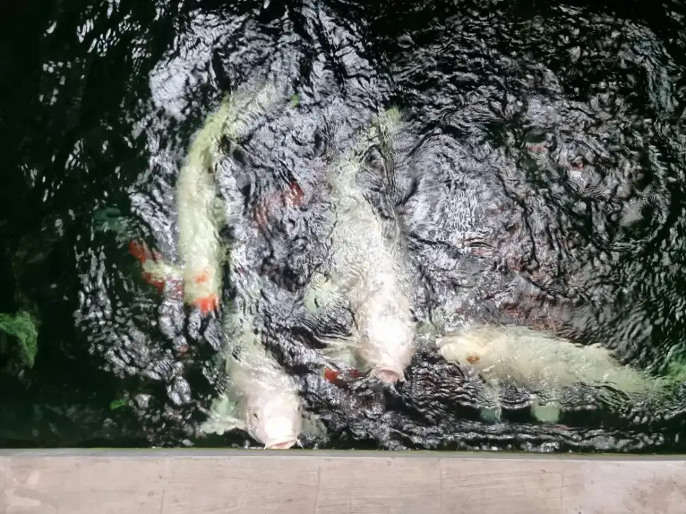 Ikan koi putih platinum ogon panjang 80 cm