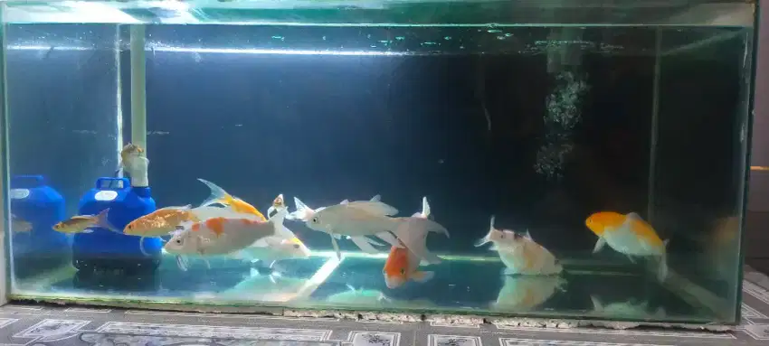 JUAL AQUARIUM DAN IKAN