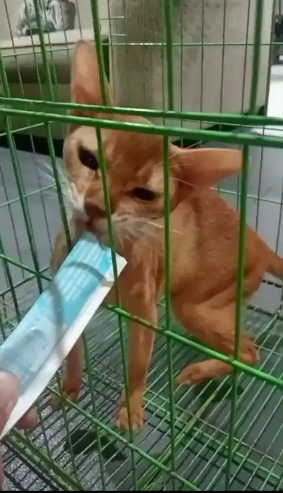 Kucing abbysinian betina