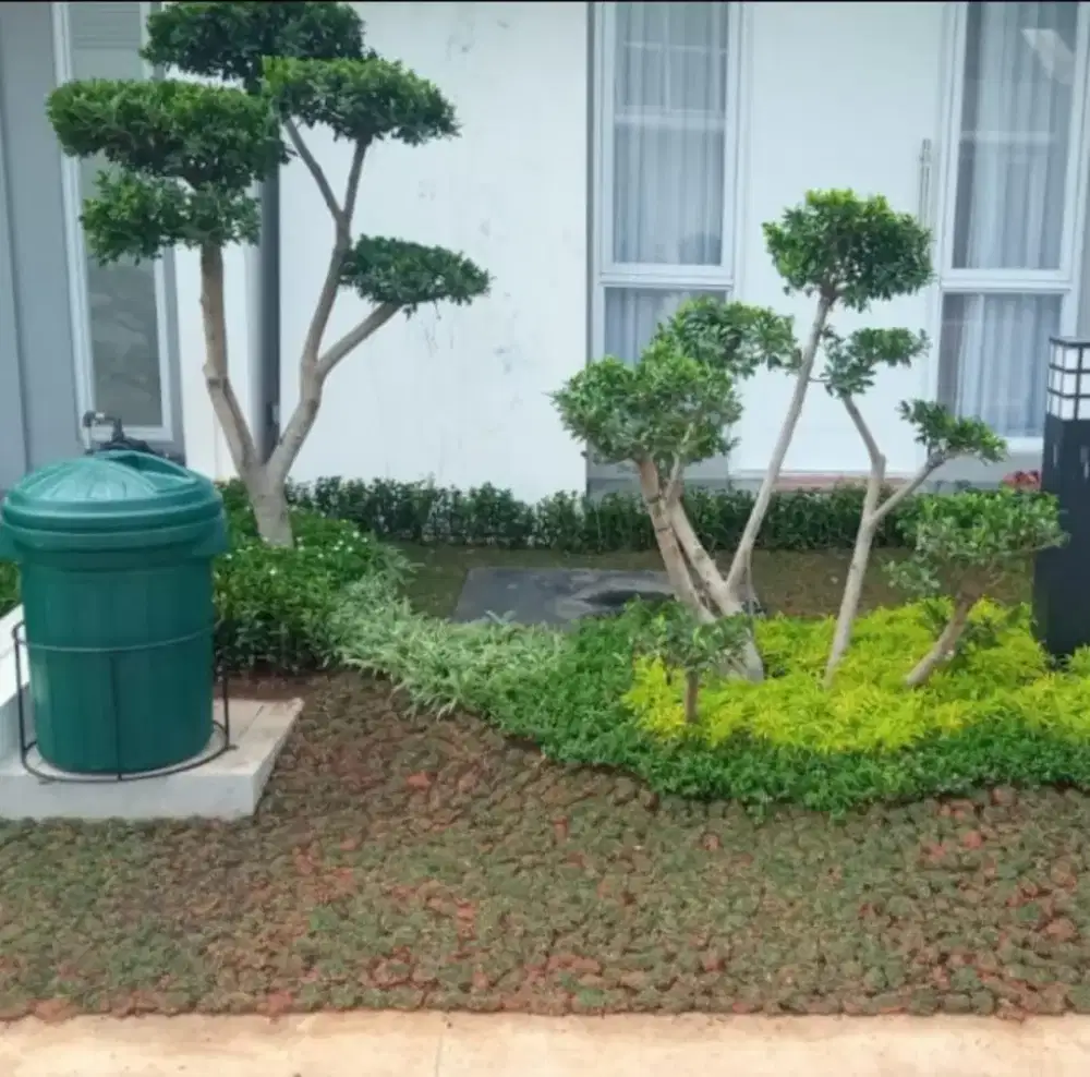 Mnrima bikinan taman hias