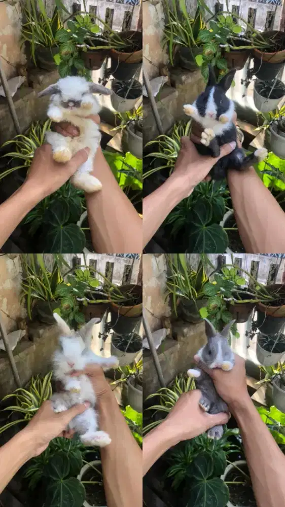 KELINCI HIAS BERBAGAI JENIS