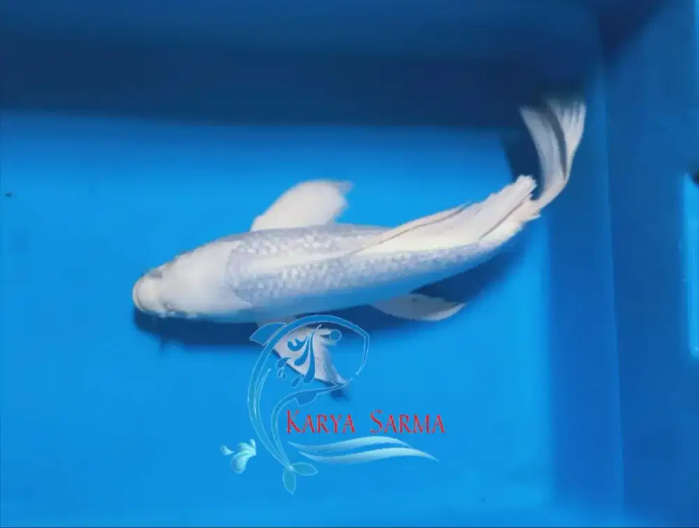 Ikan Koi Platinum Slayer Size ± 30 cm