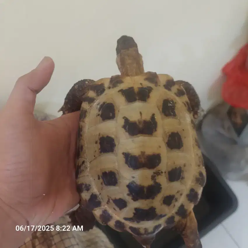 Kura tortoise Russian