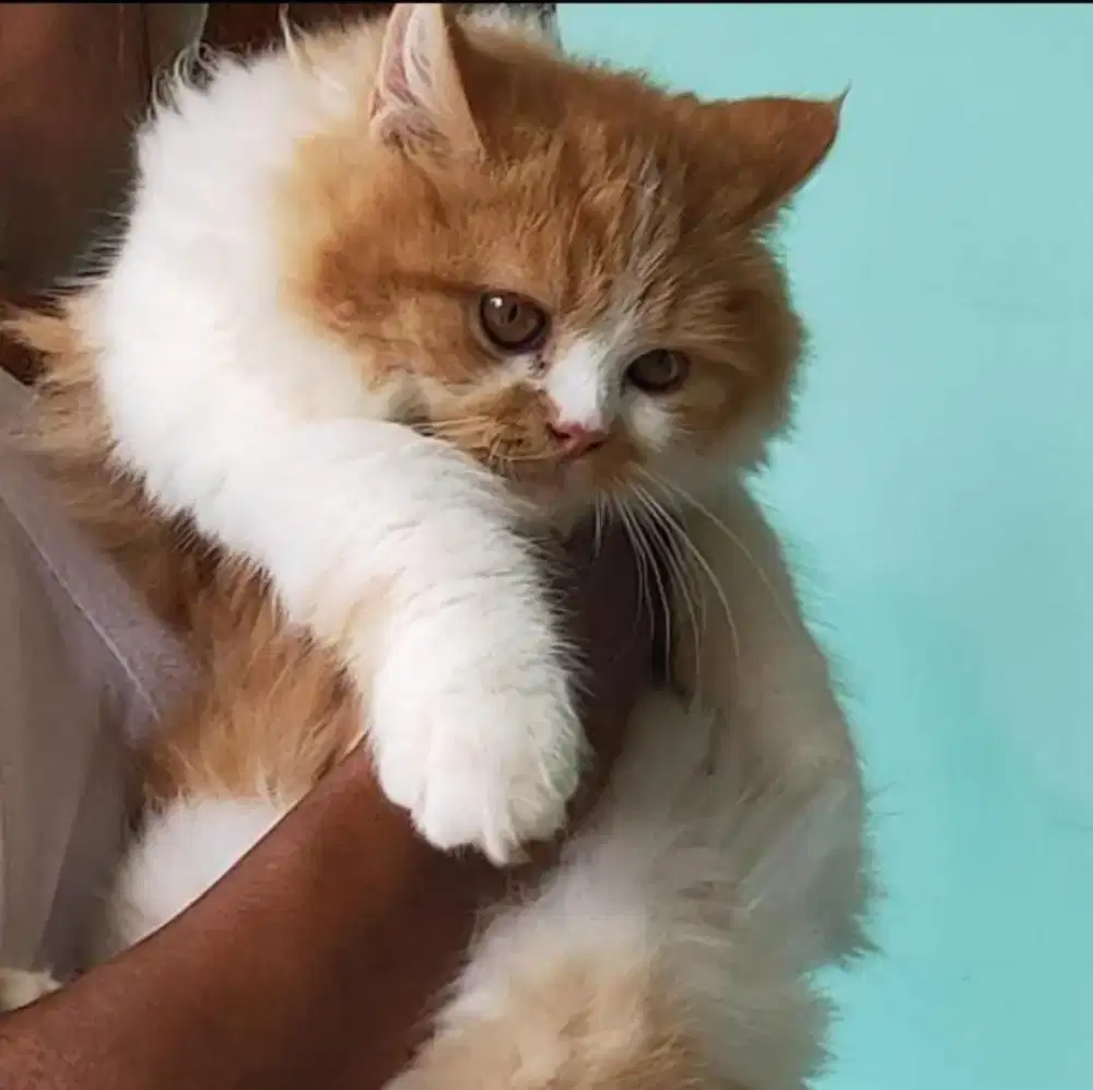 Adopsi kucing persia