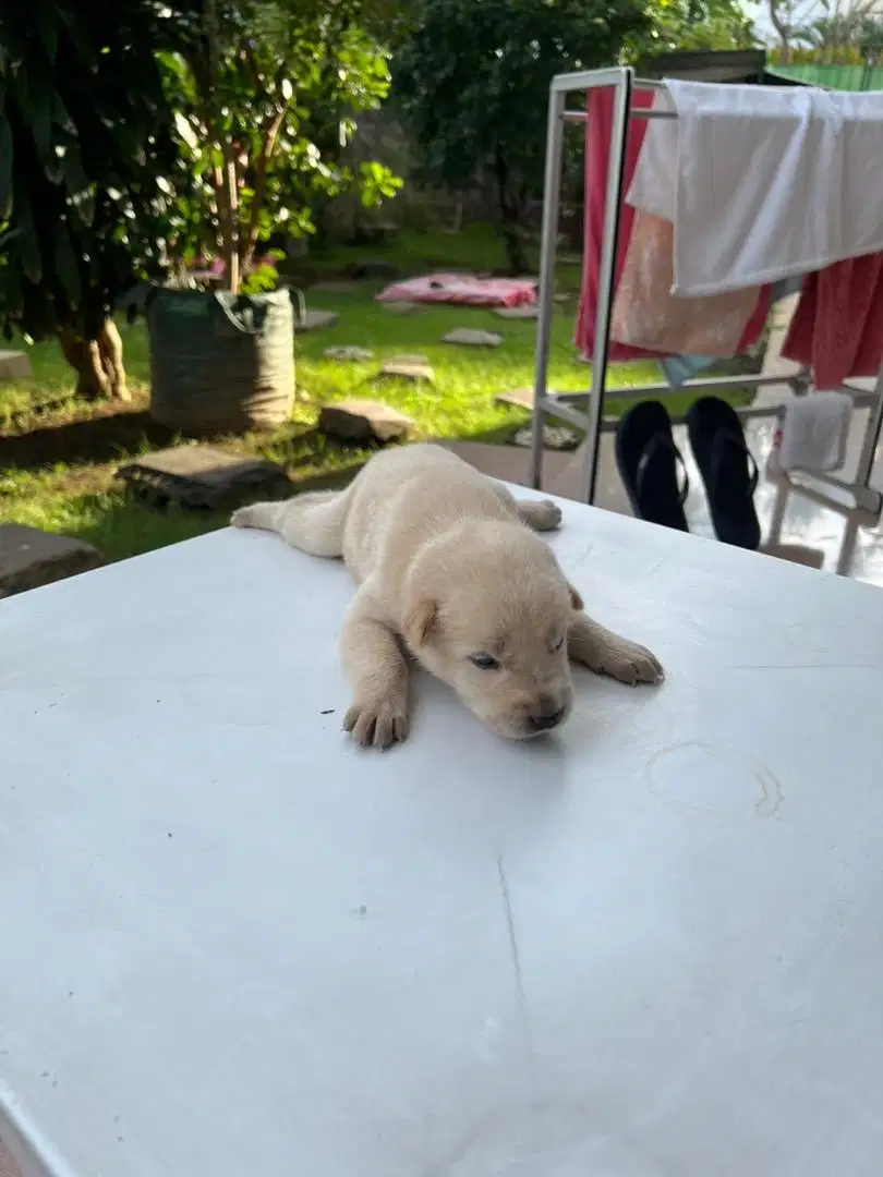 ANAKAN ANJING KINTAMANI