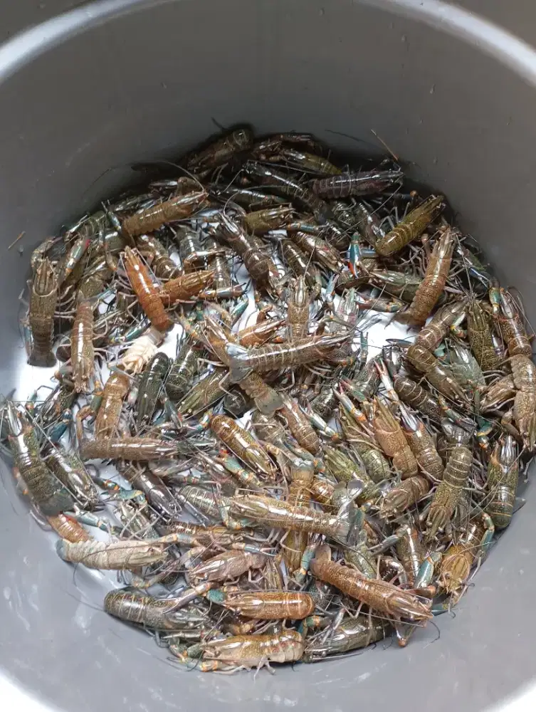 Lobster Air Tawar Indukan Per set