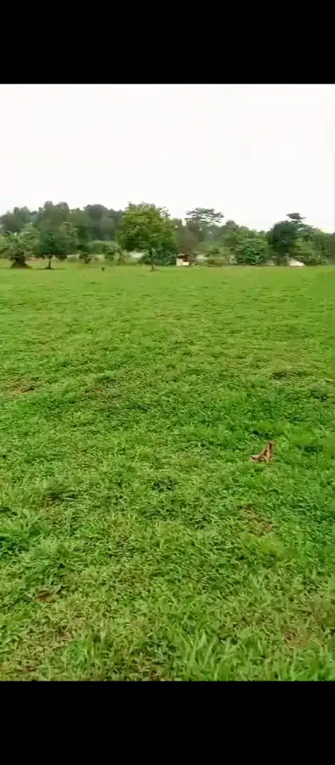 Tukang rumput gajah biasa