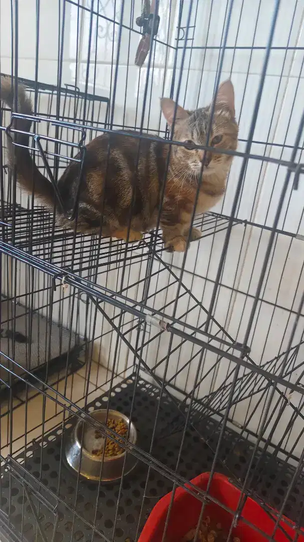 Kucing cebol 5 bulan betina