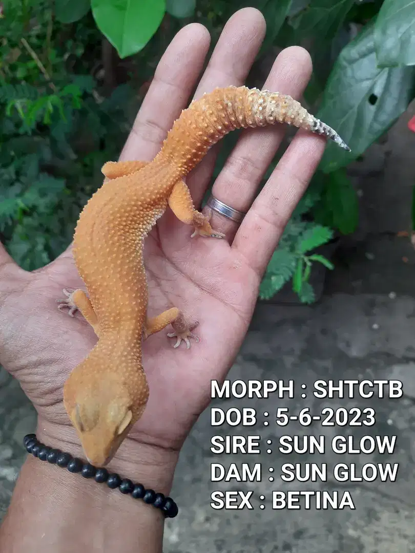 GECKO INDUKAN BETINA PROVEN SIAP KAWIN