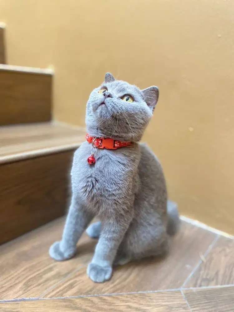 BSH Scottish Fold  , SINGLE FOLD  12 bulan (JANTAN)