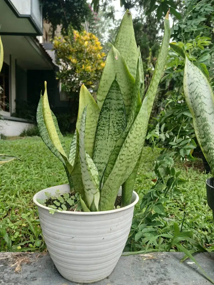 Tanaman Lidah Mertua atau Sansevieria