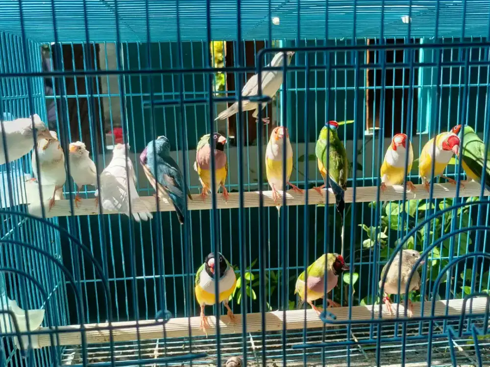 Burung gould amadine