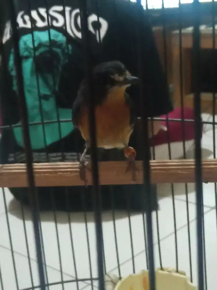 Burung Tledekan Bakau Betina