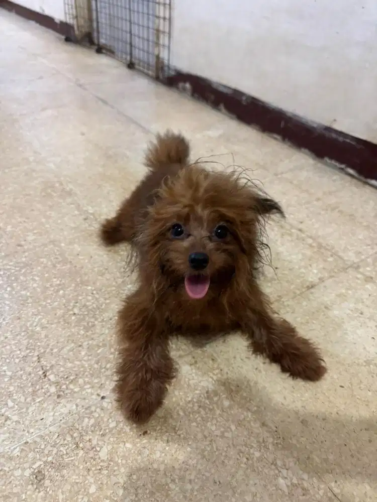 Mix Pomeranian-Poodle Betina