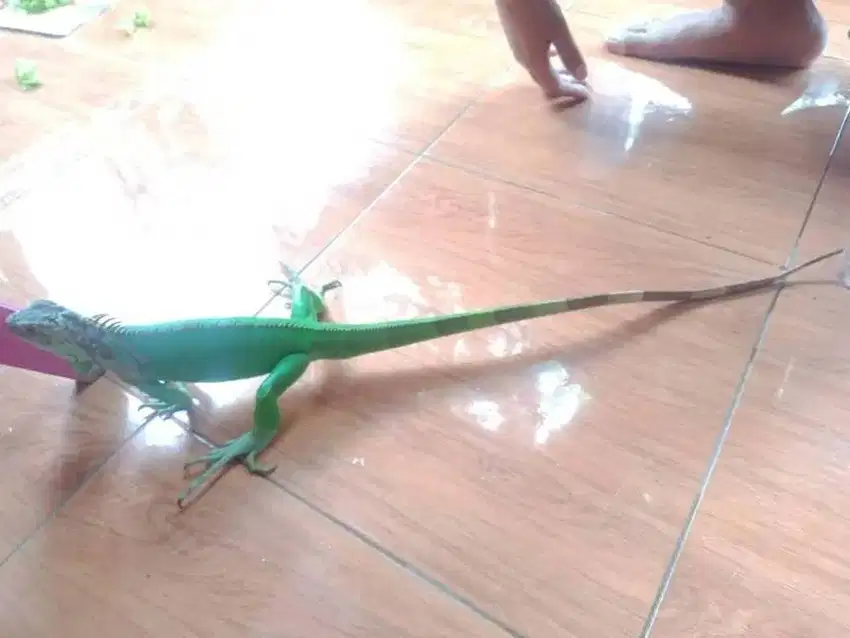 JUAL GREEN IGUANA UMUR 3 TAHUN