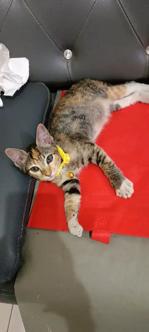 Open adopsi kitten calico jantan jinak