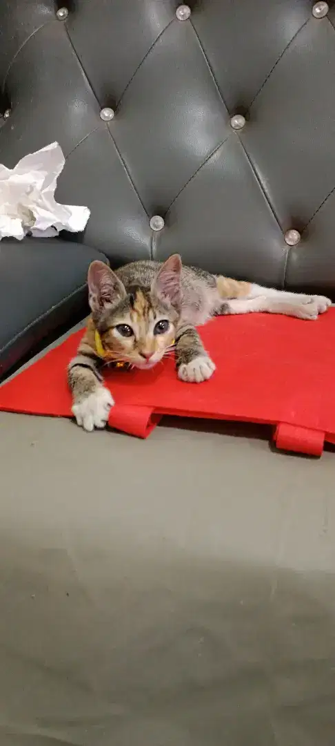 Open adopsi kitten calico jinak