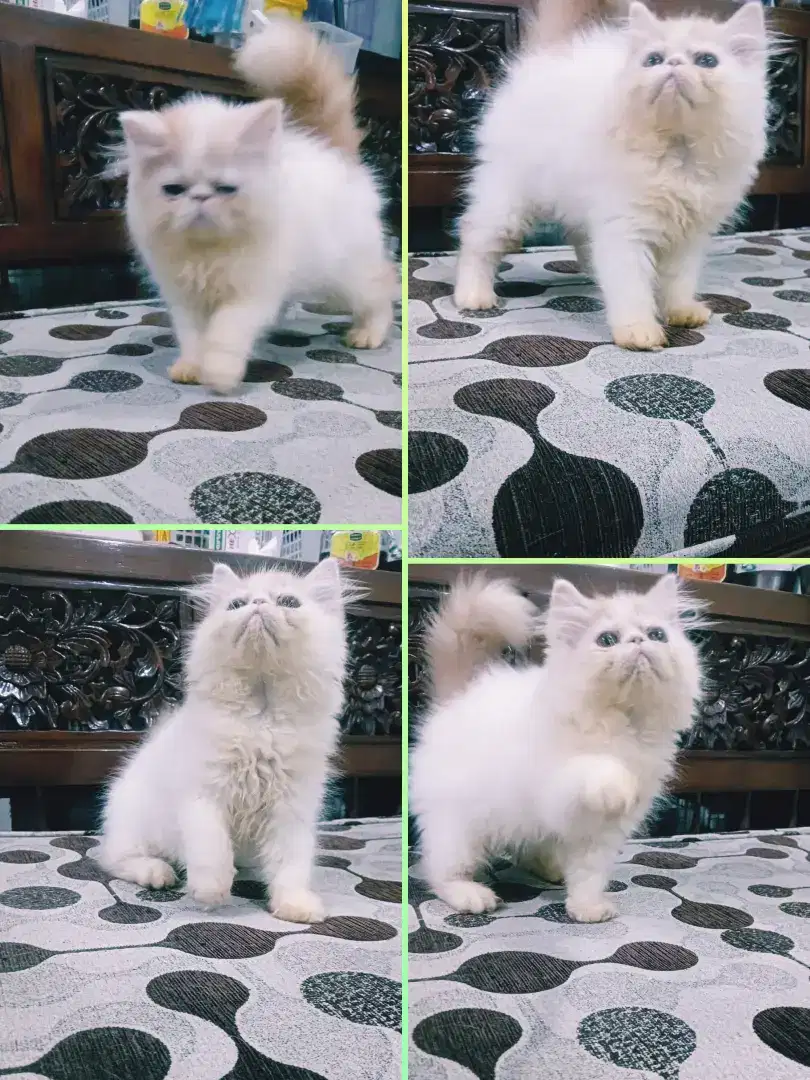 Kitten Persia  Peaknose
