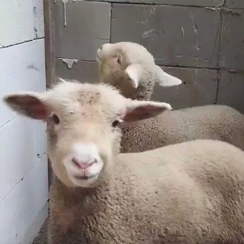 Satu Domba Hias Merino Kambing