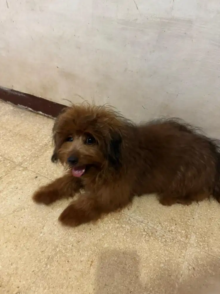 Mix Pomeranian-Poodle Jantan