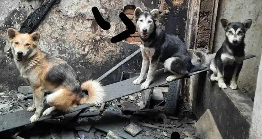 Jual anjing husky betina bentar lagi loop