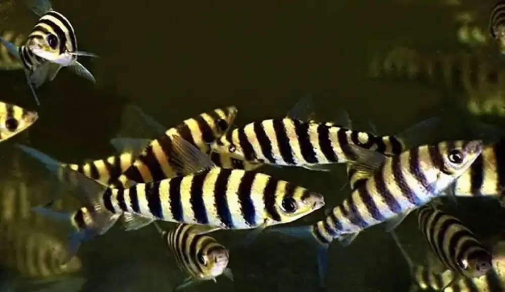 Ikan hias black banded leporinus ukuran besar