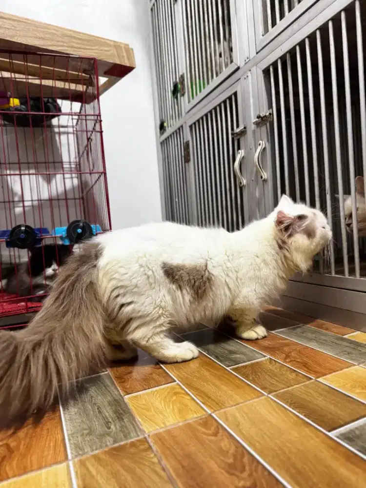 Jasa pacak kawin munchkin ragdoll