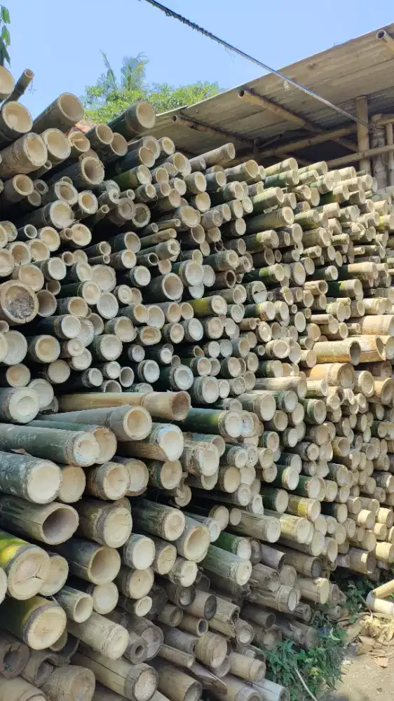 Bambu steger panjang 6 meter