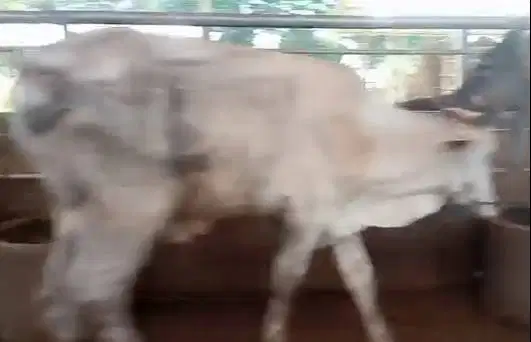 3 ekor sapi bakalan jantan 1,5 tahunan kurleb 200kilo siap digemukin