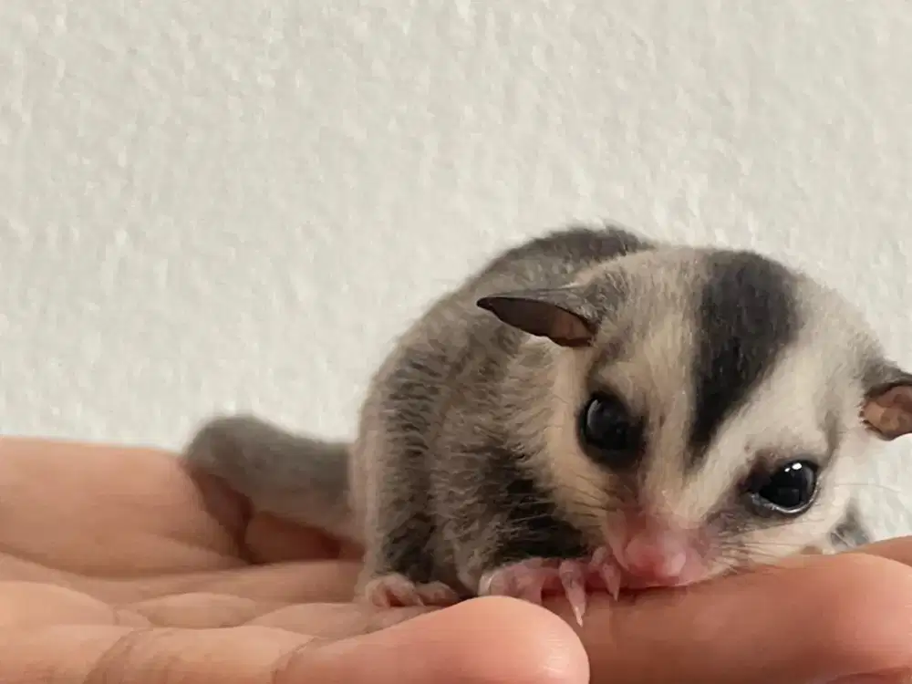 Sugar Glider White Face