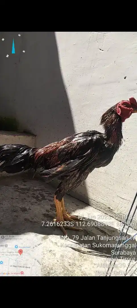 Ayam pachoy brakot