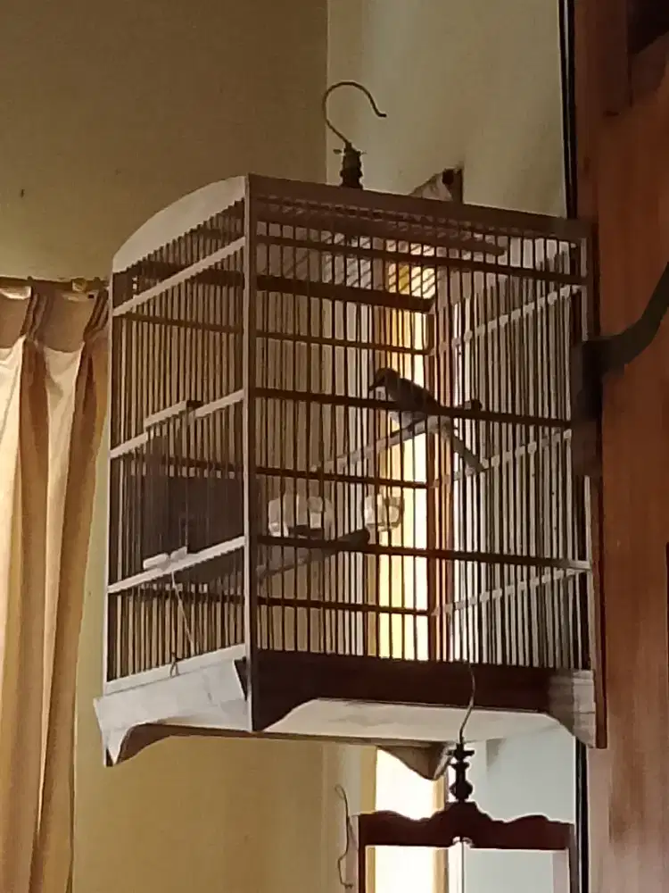 trucuk jawa bodi gede trocok crucuk trucukan trocokan