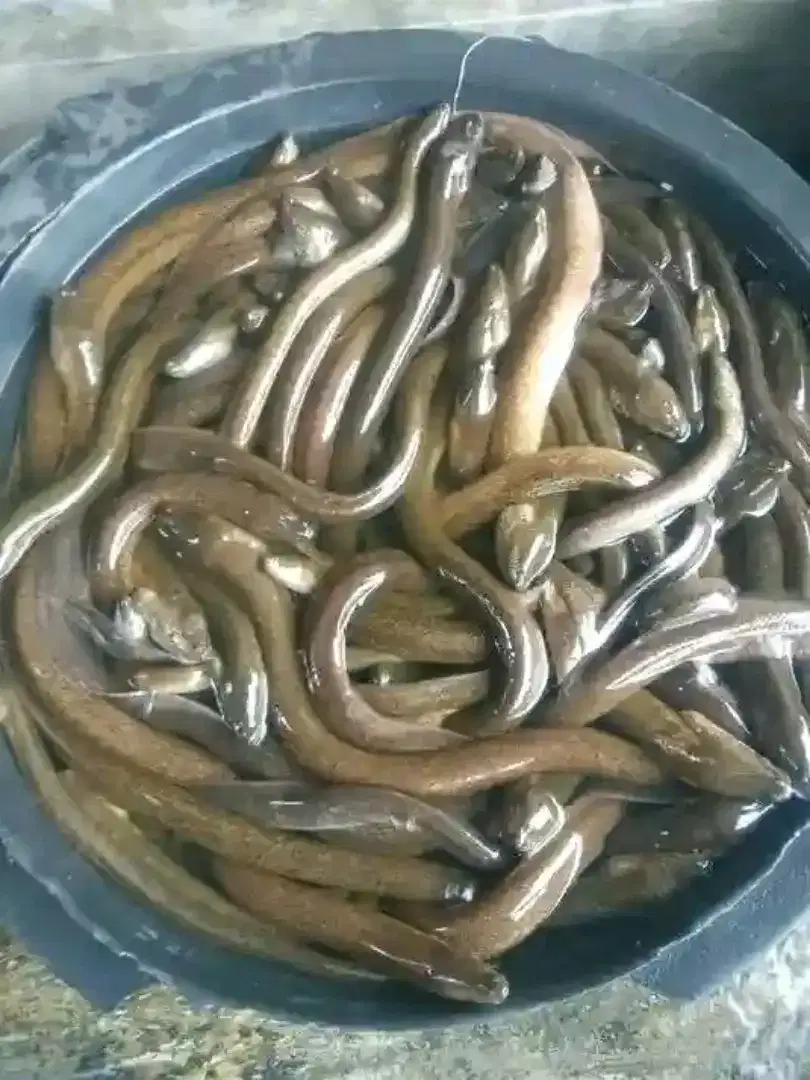 Menjual belut hidup fresh