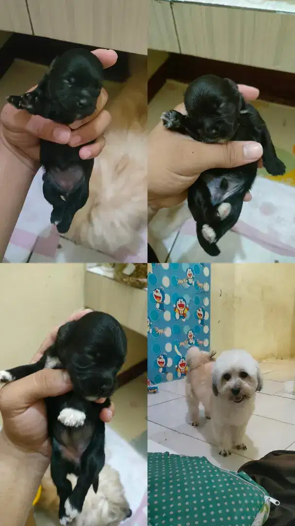 Puppy Maltese x Shihtzu