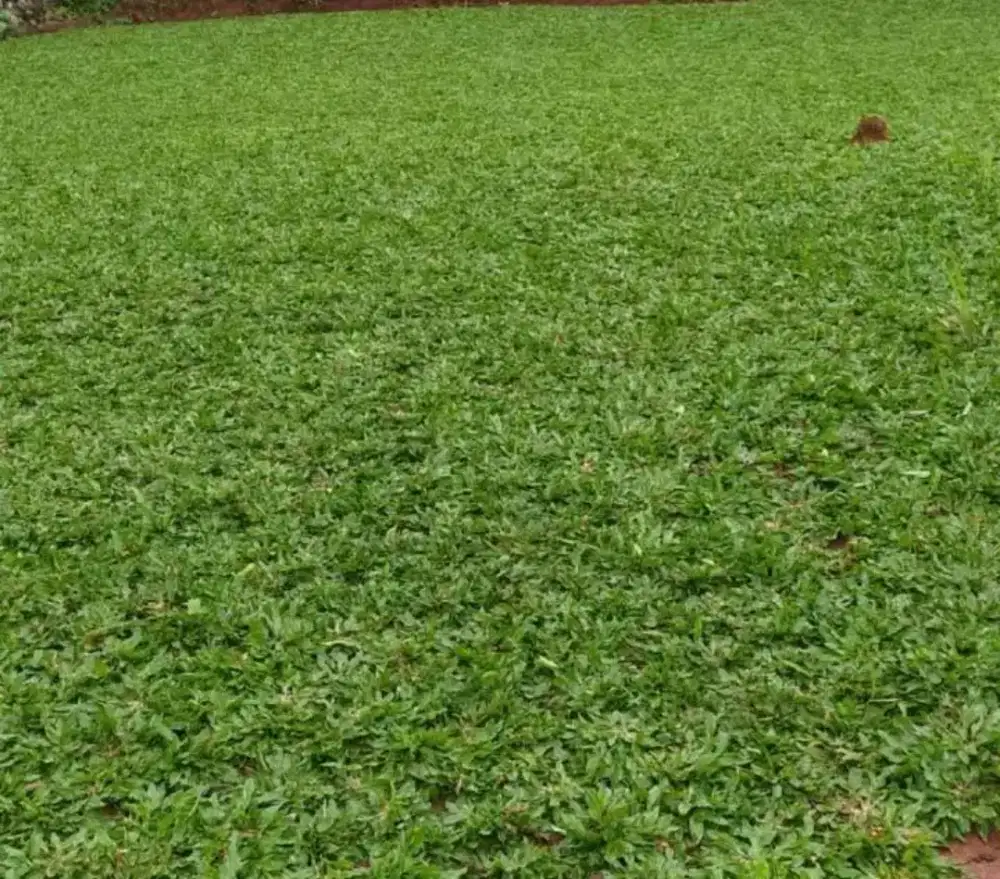 Rumput gajah mini - rumput taman