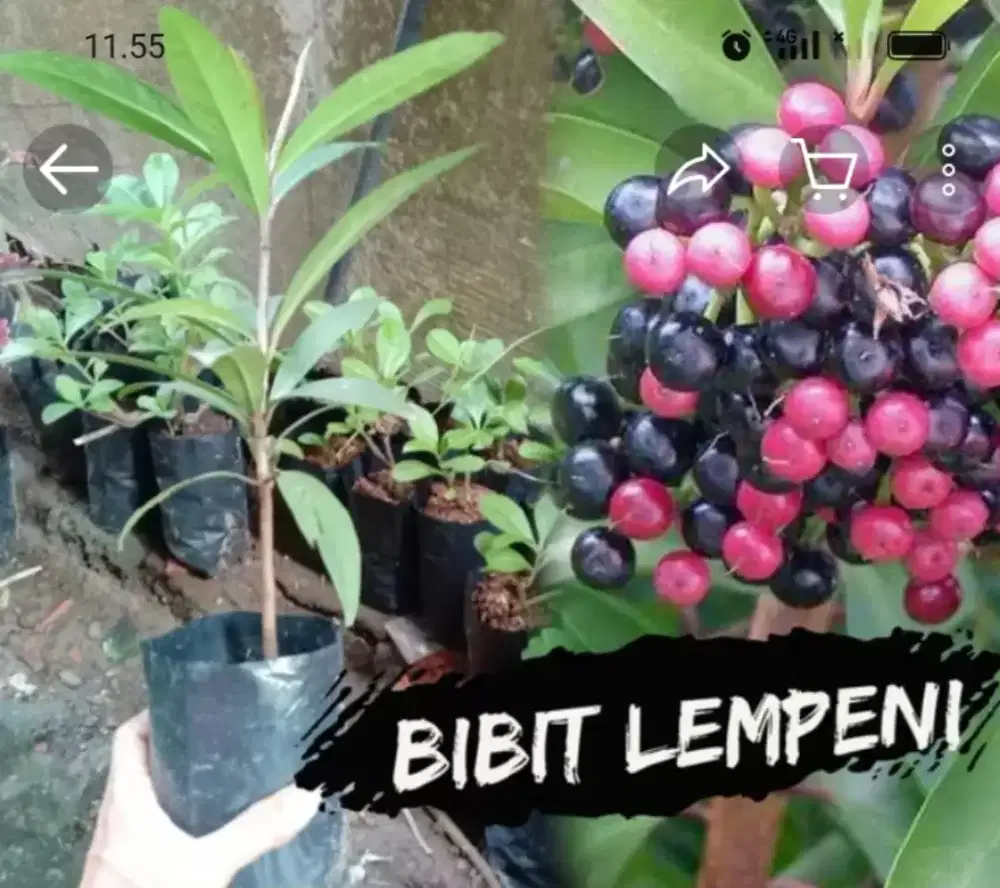 Tanaman buah mundev/buni kraton