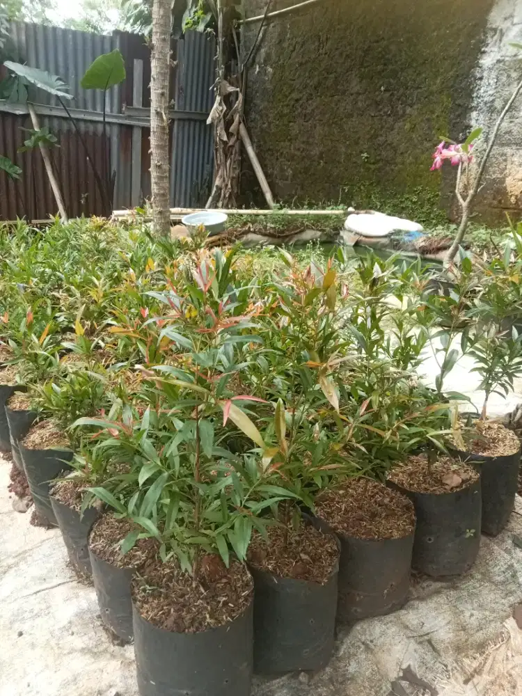 Bibit pucuk merah tinggi 30 cm-50cm