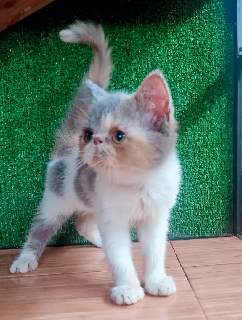KUCING PERSIA PEAKNOSE KITTEN EXO