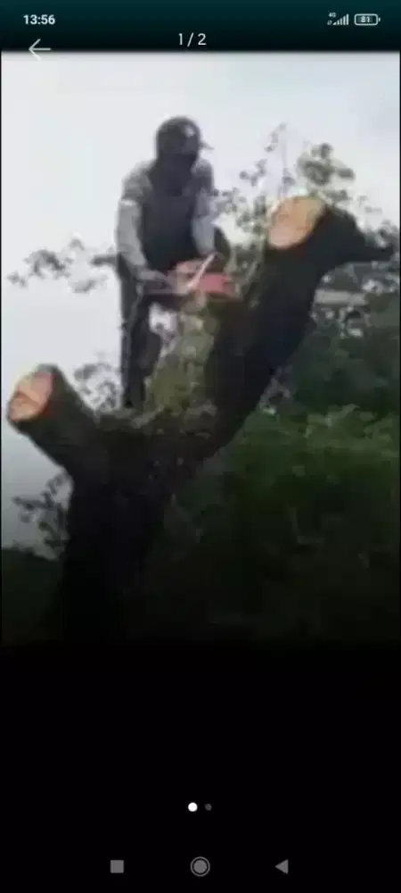 Tebang pohon tangerang