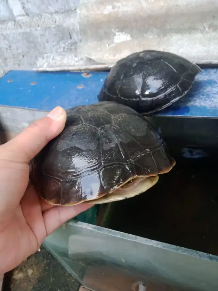 Kura brazil indukan sepasang