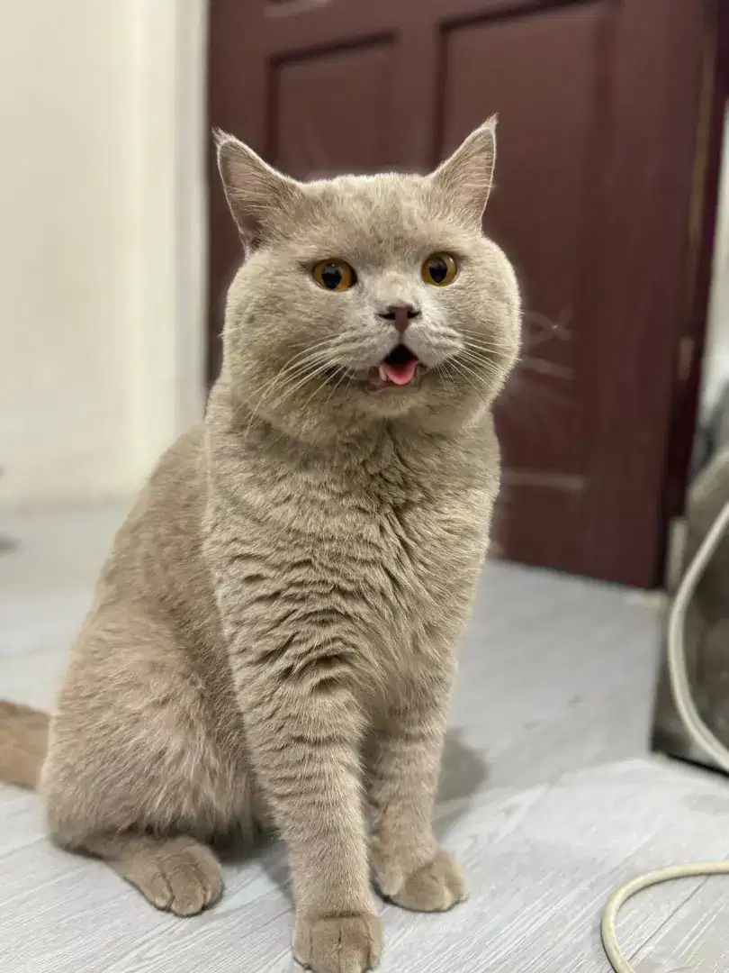 kucing bsh PED sertifikat british shorthair bukan persia himalaya